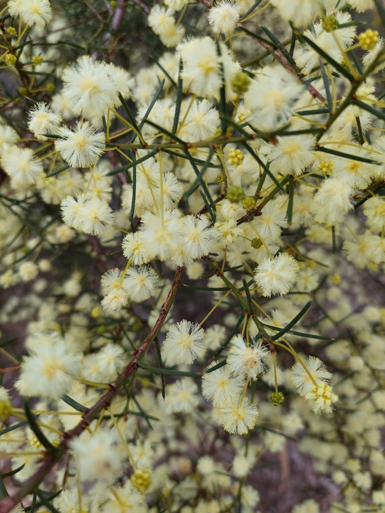 Decorative close up photograph of clusters of Early Wattle flowers