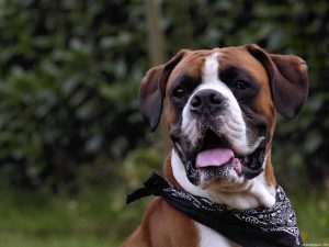 A Boxer dog