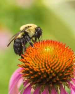 Illustrative only, a bee on flower