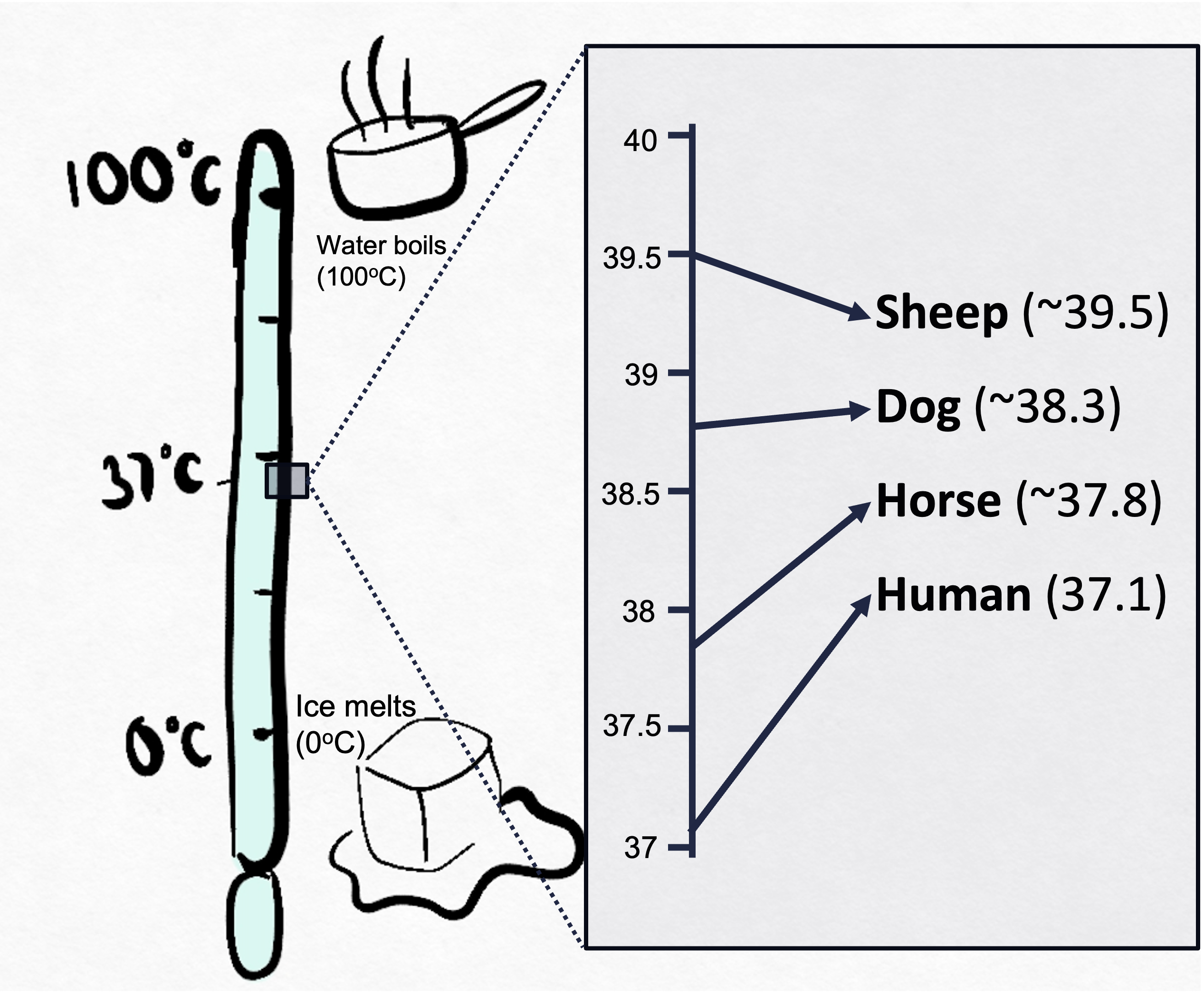 Image of a thermometer marked at 0°C, 37°C, and 100°C, with illustrations of ice melting at 0°C and water boiling at 100°C. To the right, a graph compares body temperatures of various mammals: sheep (~39.5°C), dog (~38.3°C), horse (~37.8°C), and human (~37.1°C).