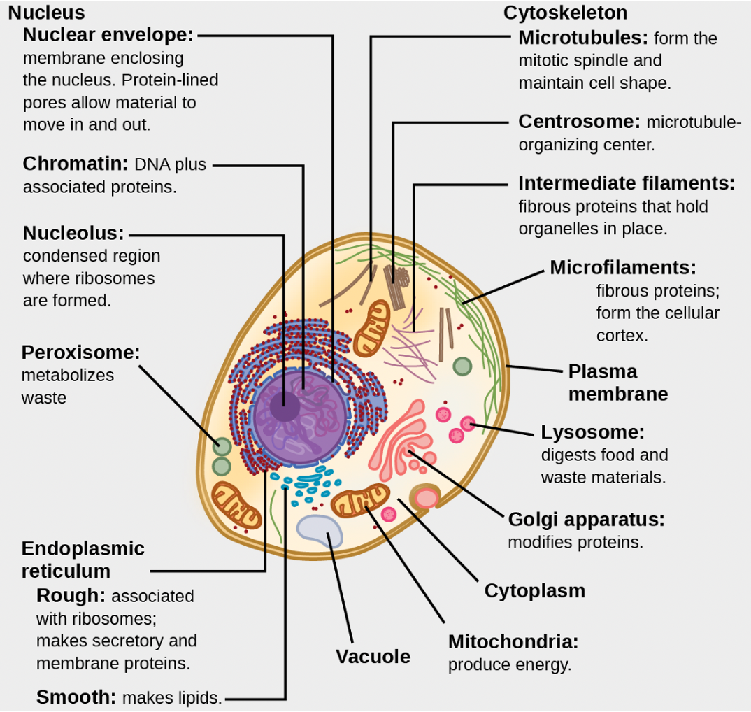 Diagram of a eukaryotic cell with labelled organelles: nucleus, nucleolus, rough and smooth ER, Golgi apparatus, mitochondria, lysosome, peroxisome, cytoskeleton, and plasma membrane.