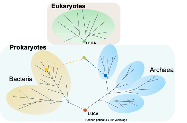 Diagram of the ring of life showing three major branches: Bacteria, Archaea, and Eukarya.