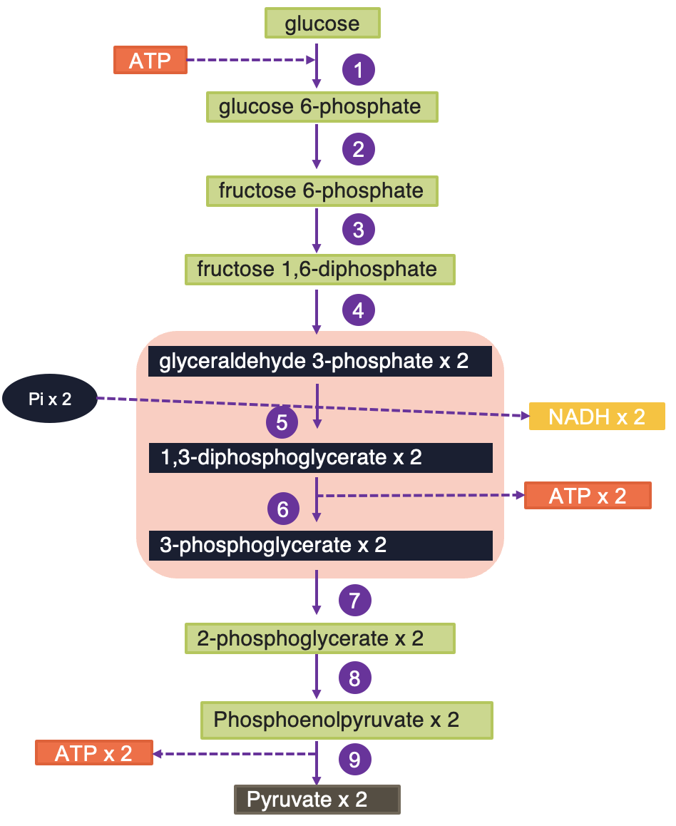 Glycolysis pathway in the cytosol