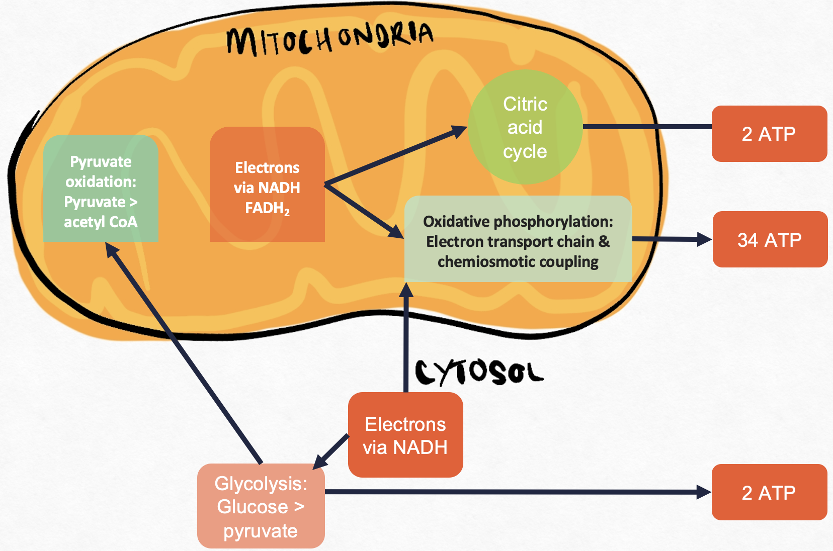 Oxidation of glucose