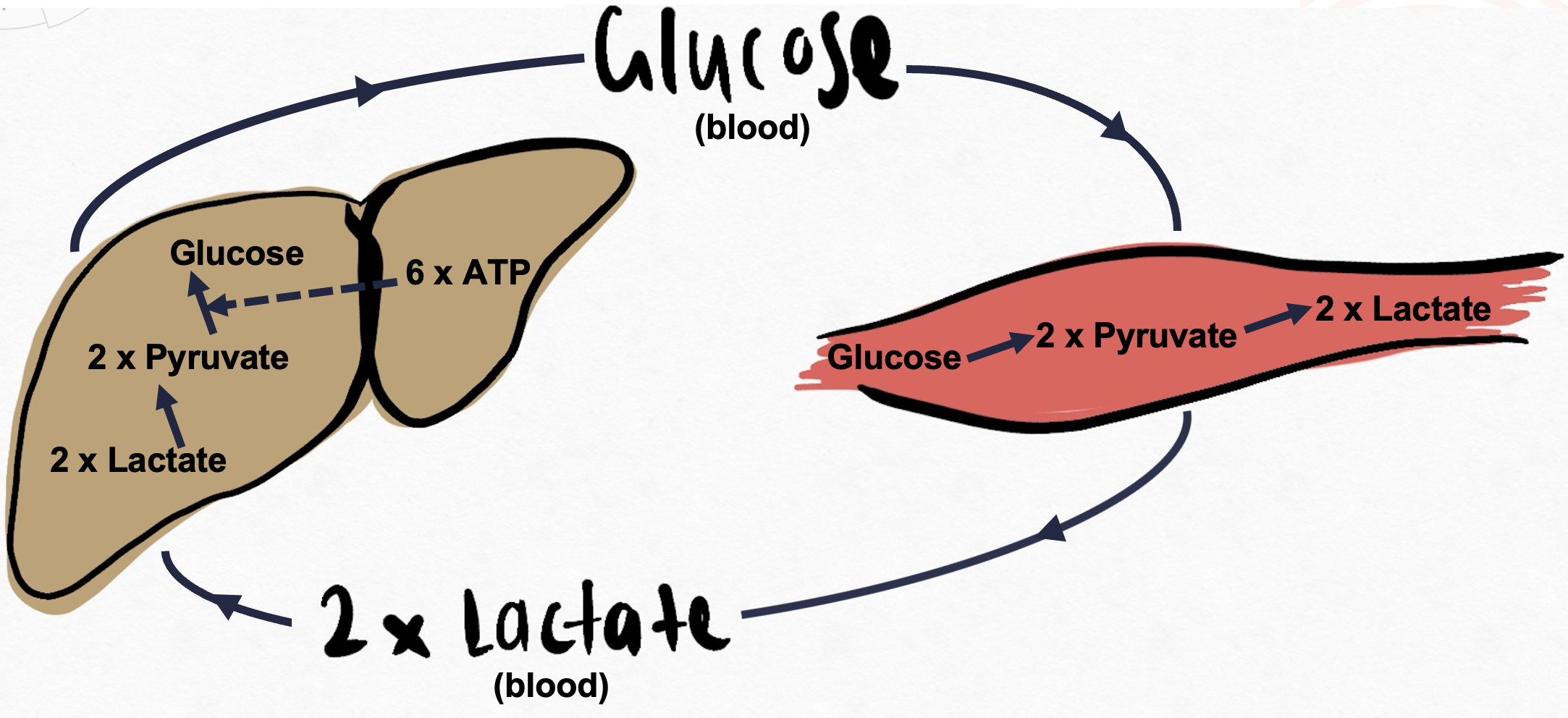 Schematic of lactic acid cycle