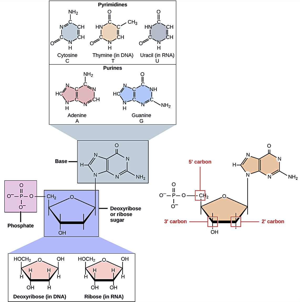 Nucleotide structure
