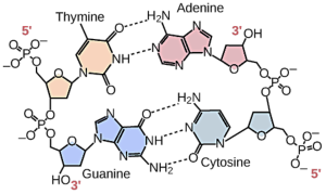 Base pairing in DNA.