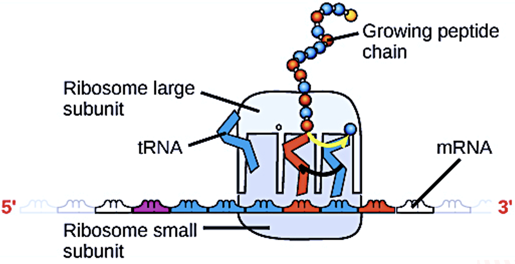Ribosomal unit in the cytoplasm.