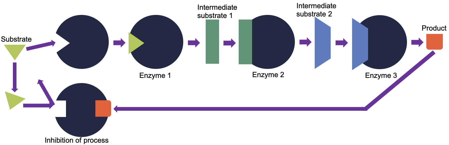 Metabolic pathways process