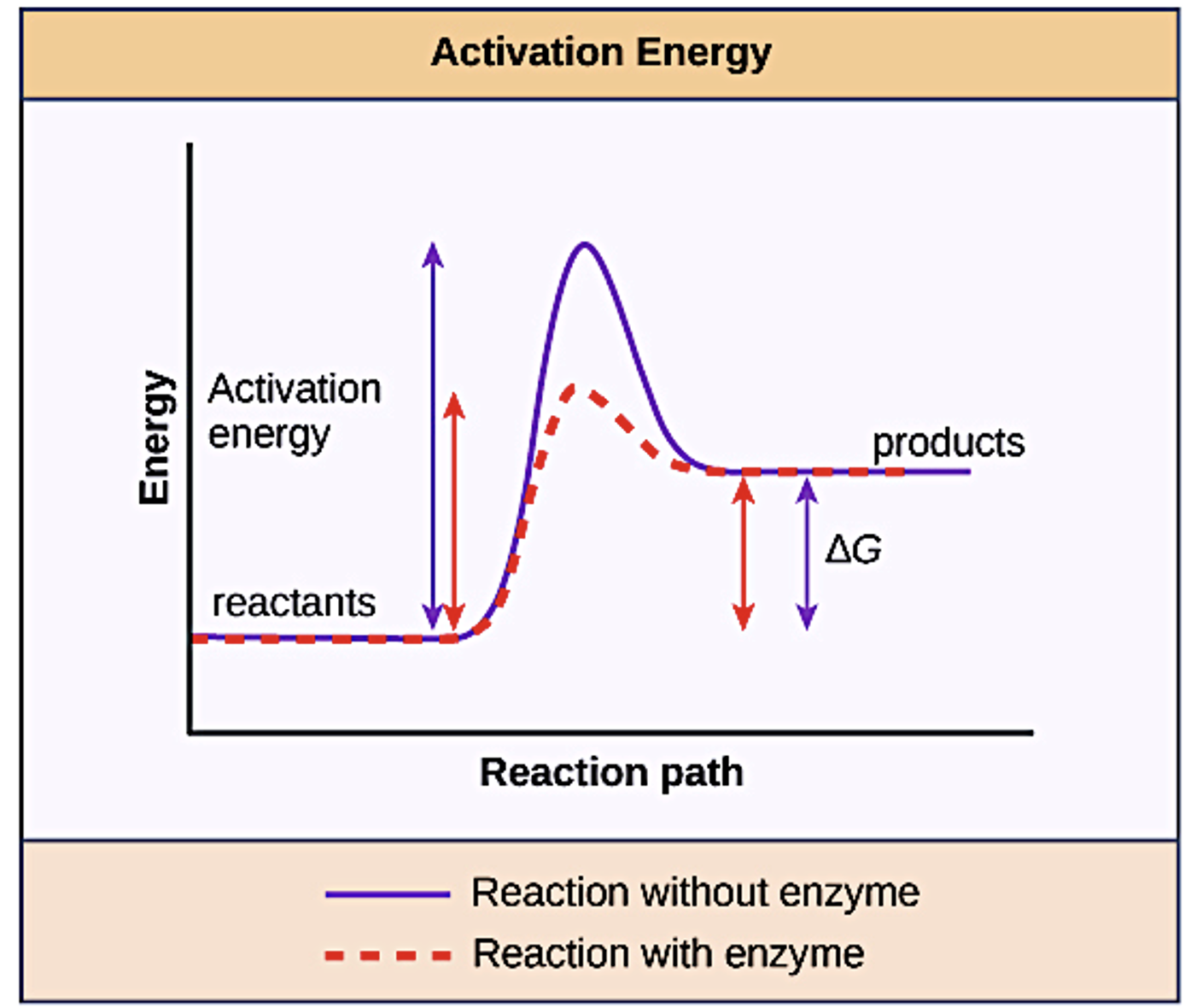 Activation energy of enzymes