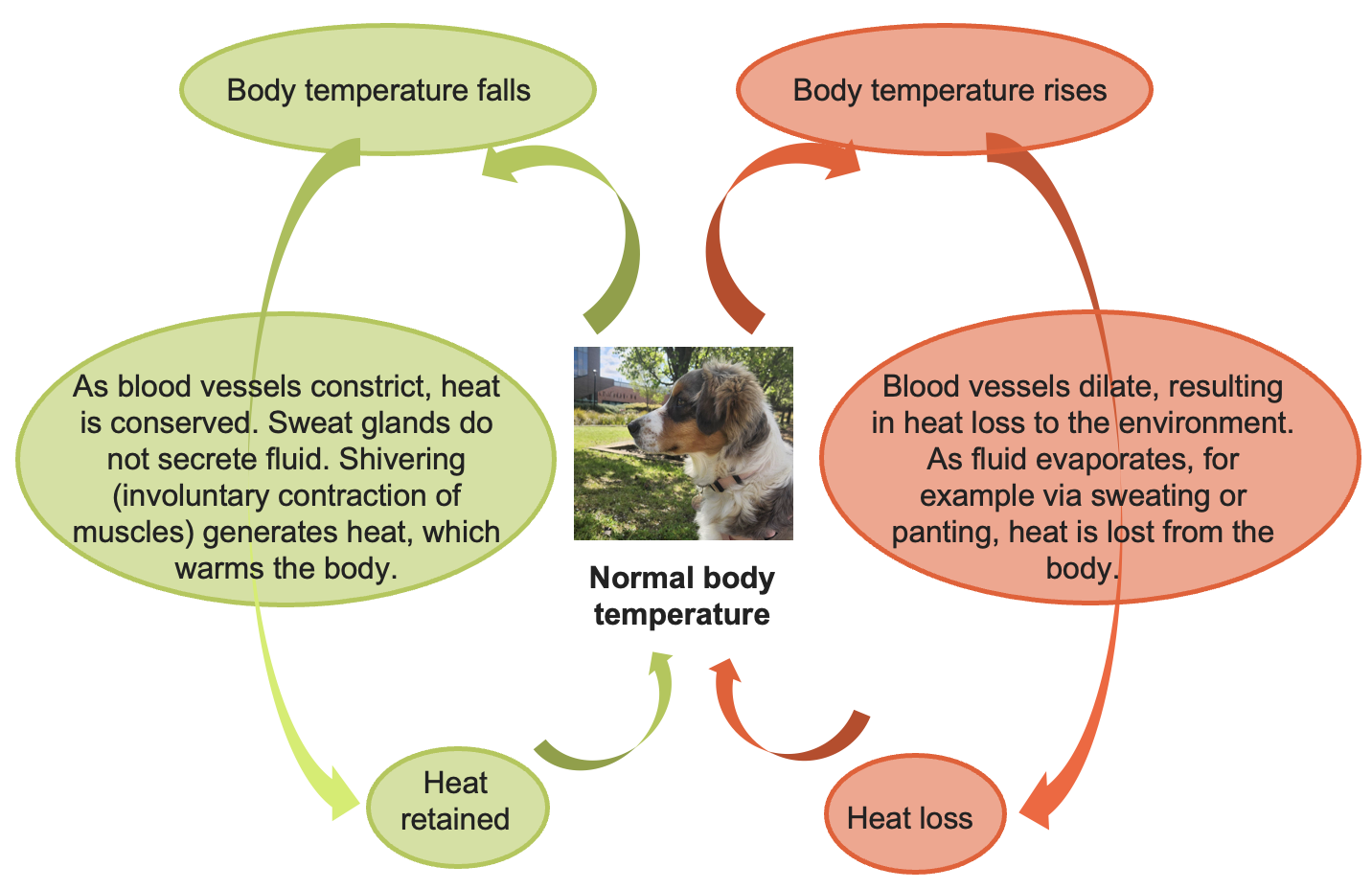 Diagram of a dog with labels explaining body temperature regulation. When temperature falls: blood vessels constrict, sweat glands stop, and shivering generates heat. When temperature rises: blood vessels dilate and heat is lost through evaporation via sweating or panting.