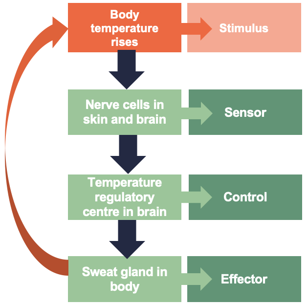 Schematic diagram of a negative feedback loop: The four parts are: Stimulus e.g. body temperature rise; Sensor, e.g. nerve cells in skin and brain; Control e.g. temperature regulatory centre in brain; Effector e.g sweat gland in body.