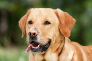 An image of a golden Labrador