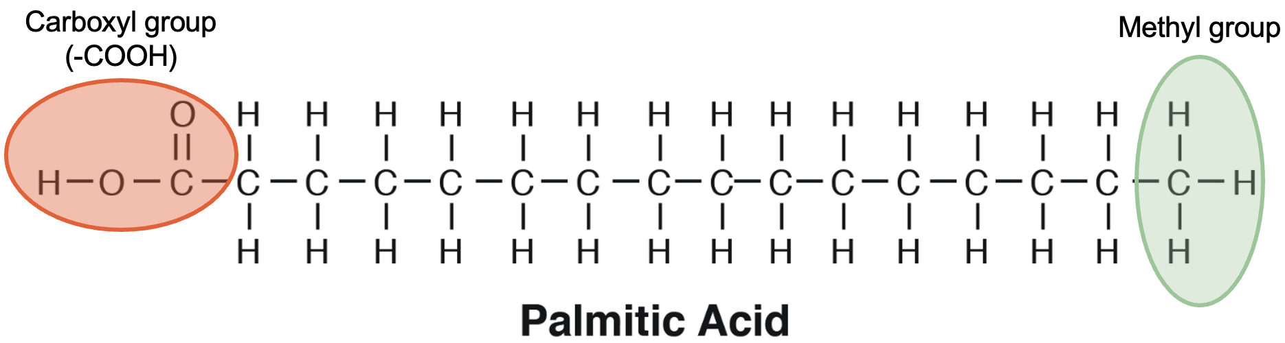 Fatty acid structure