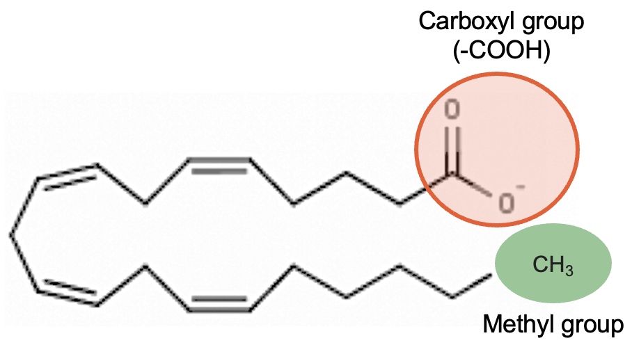 Structure of polyunsaturated fatty acid