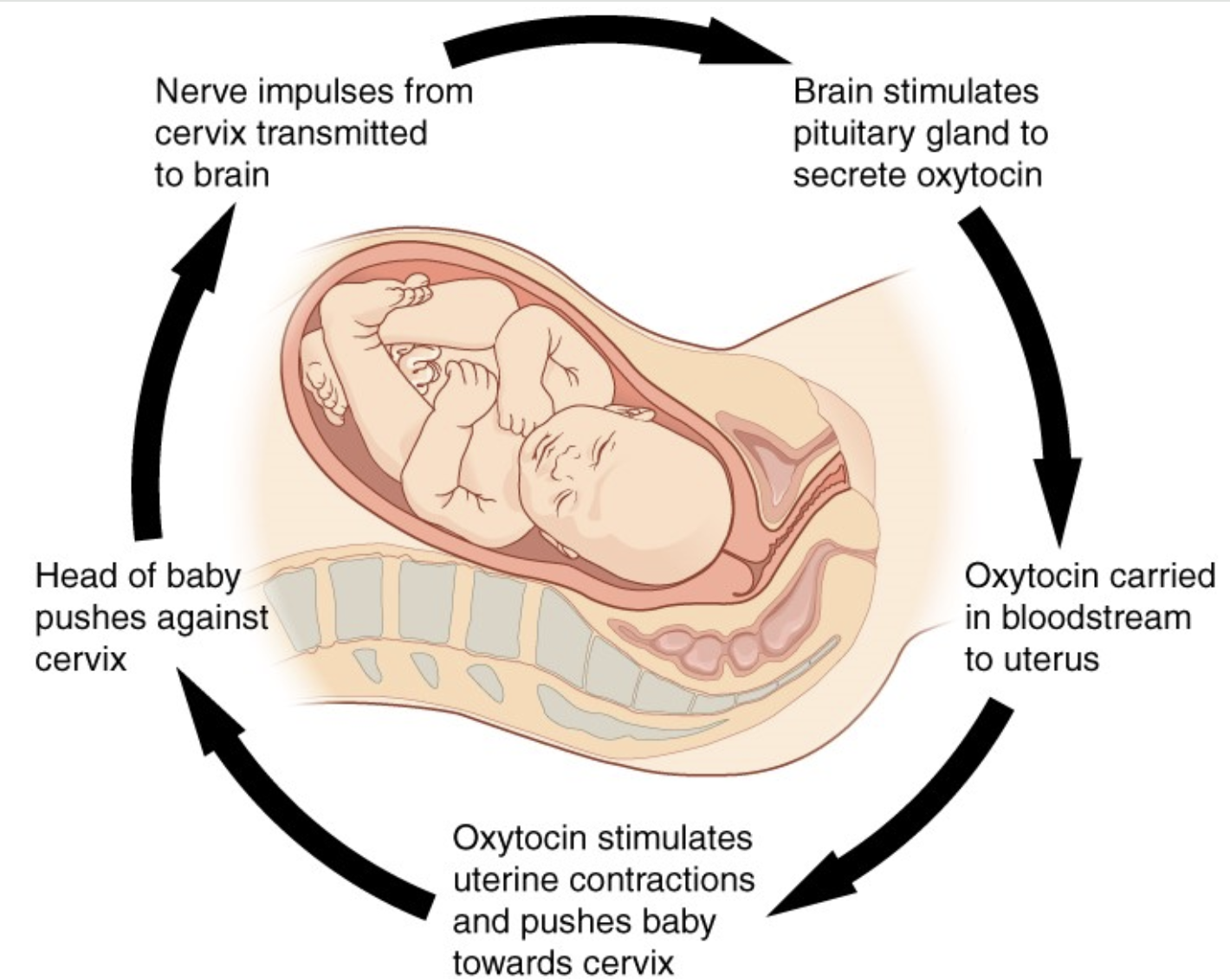 Positive feedback loop. Normal childbirth is driven by a positive feedback loop. A positive feedback loop results in a change in the body’s status, rather than a return to homeostasis.