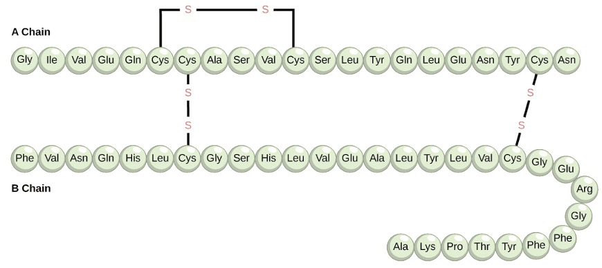 Amino acids primary structure