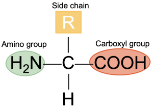 General structure of amino acid