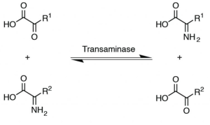 Transamination reaction between an amino acid and an alpha-keto acid.