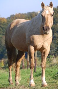 A Quarter Horse looks at the photographer