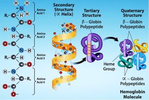 Protein structure (primary, secondary, tertiary, and quaternary)