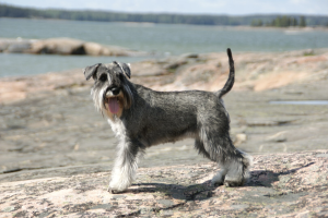 A Miniature Schnauzer dog.