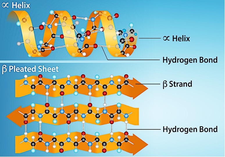 Secondary protein structures