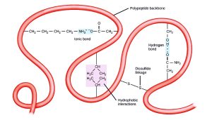 Proteins' tertiary structure