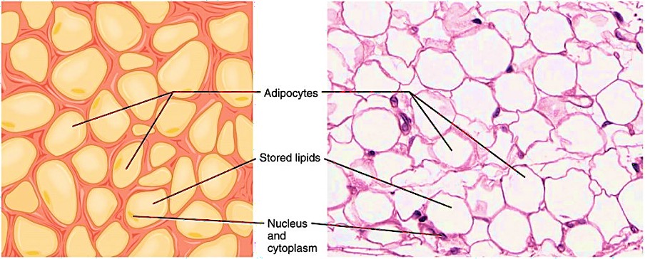 Adipose tissue