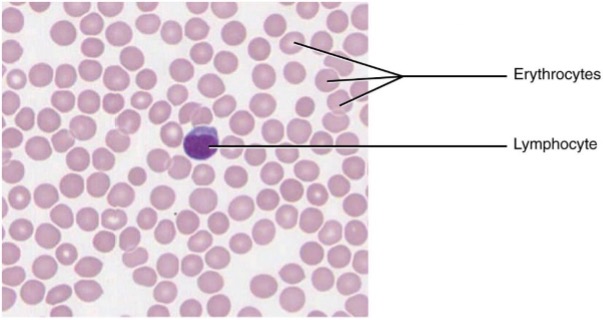 Blood: a fluid connective tissue