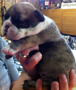 Bulldog puppy