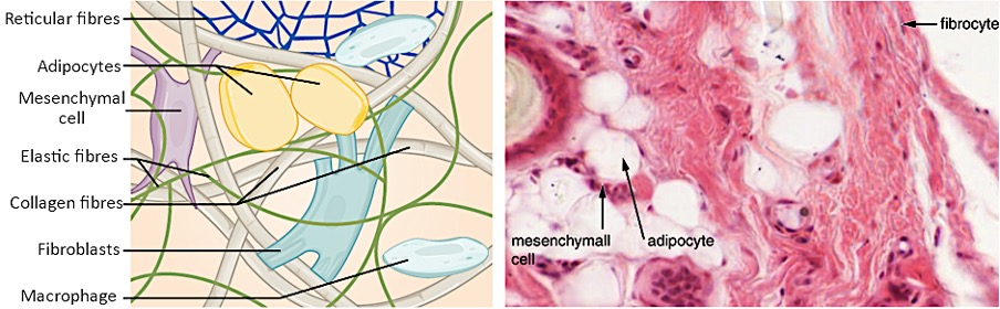 Connective tissue (proper). Fibroblasts produce this fibrous tissue. Connective tissue proper includes the fixed cells fibrocytes, adipocytes, and mesenchymal cells.