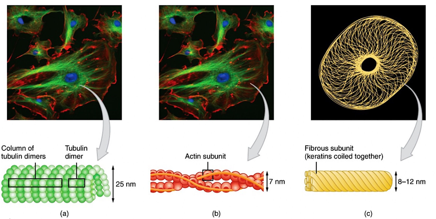 The three components of the cytoskeleton. The cytoskeleton consists of (a) microtubules, (b) microfilaments, and (c) intermediate filaments. The cytoskeleton plays an important role in maintaining cell shape and structure, promoting cellular movement, and aiding cell division.