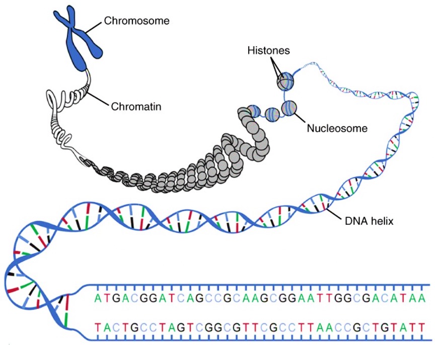 An image of DNA macrostructure