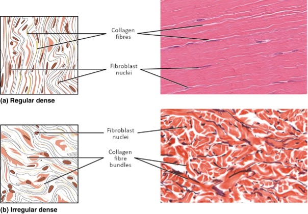 Dense connective tissue