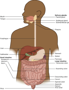 Diagram showing major organs of the human digestive system