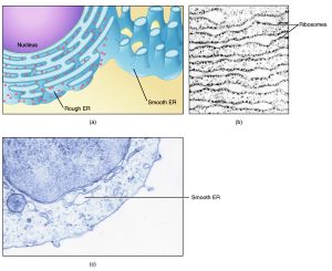 Diagram of endoplasmic reticulum