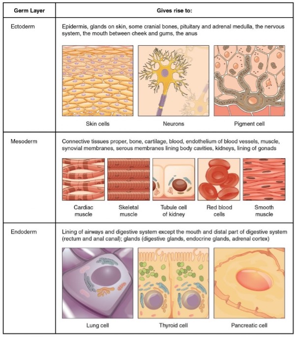 Embrionic tissues