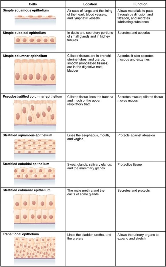 Summary of epithelial tissue cells.
