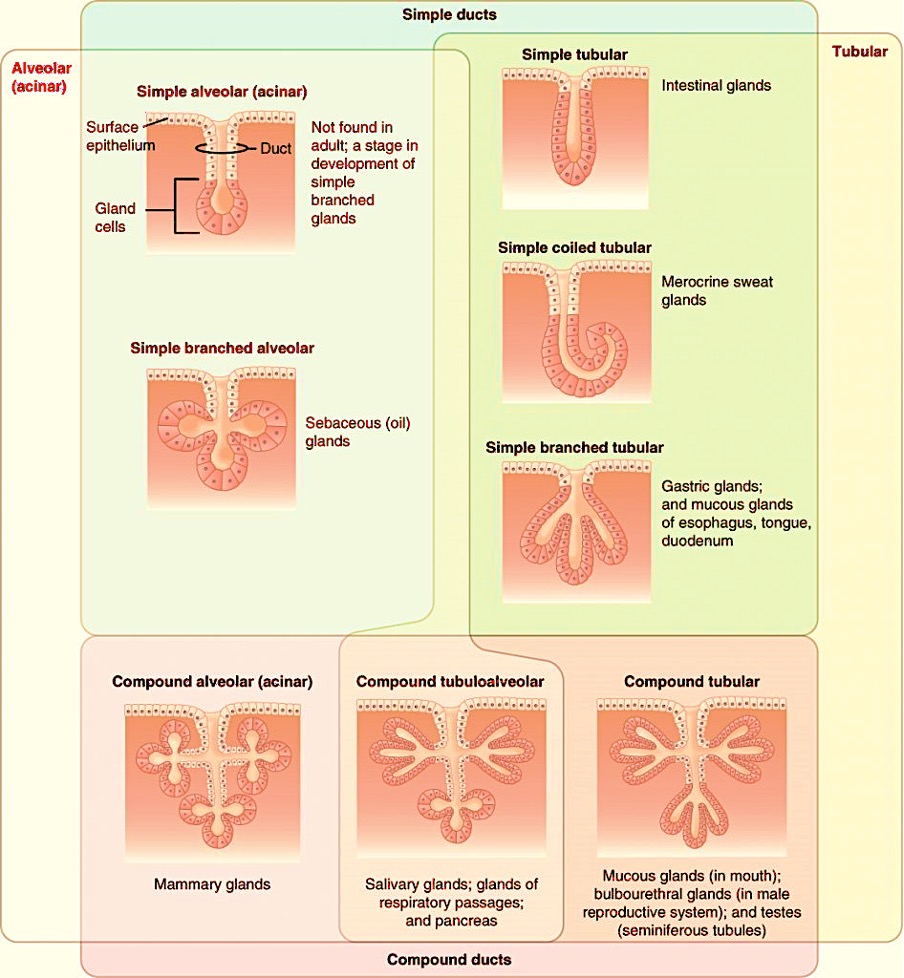Exocrine glands