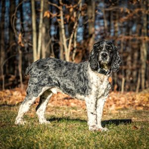Cocker spaniel dog