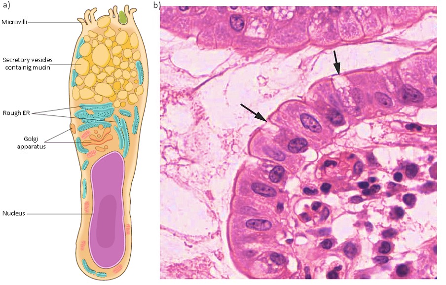 Goblet cells
