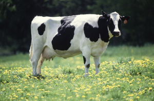 Holstein dairy cow