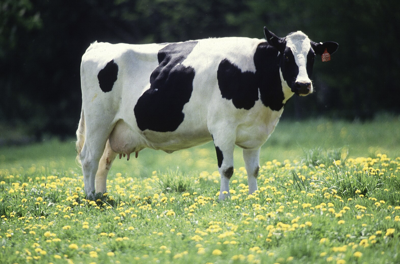 Holstein dairy cow