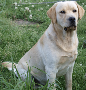 Labrador