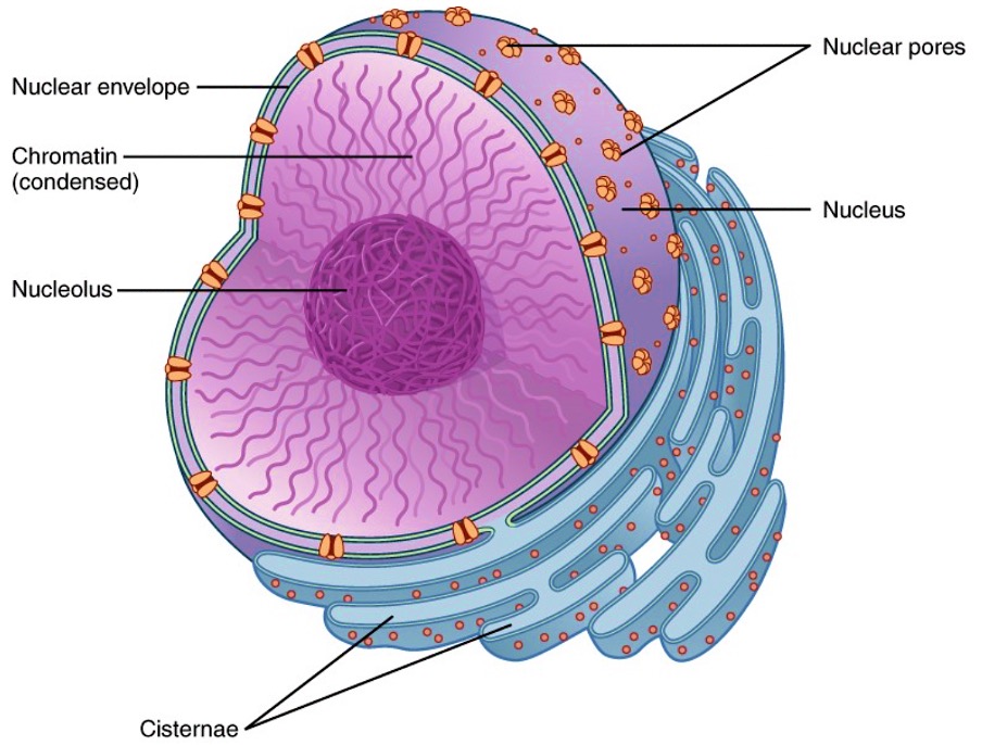 The nucleus.