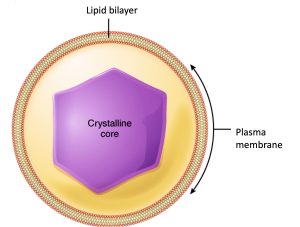 Diagram of a peroxisome