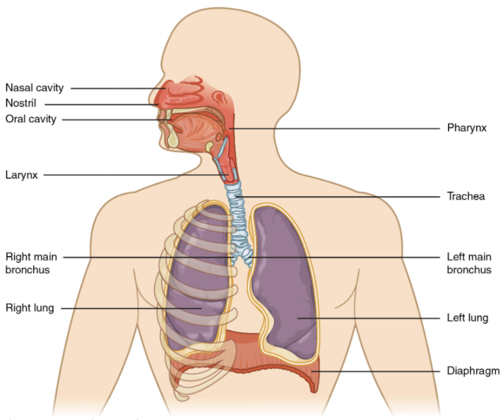 Components of the respiratory system.