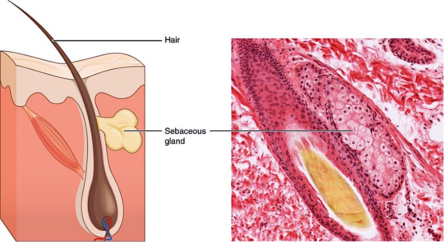 Sebaceous glands
