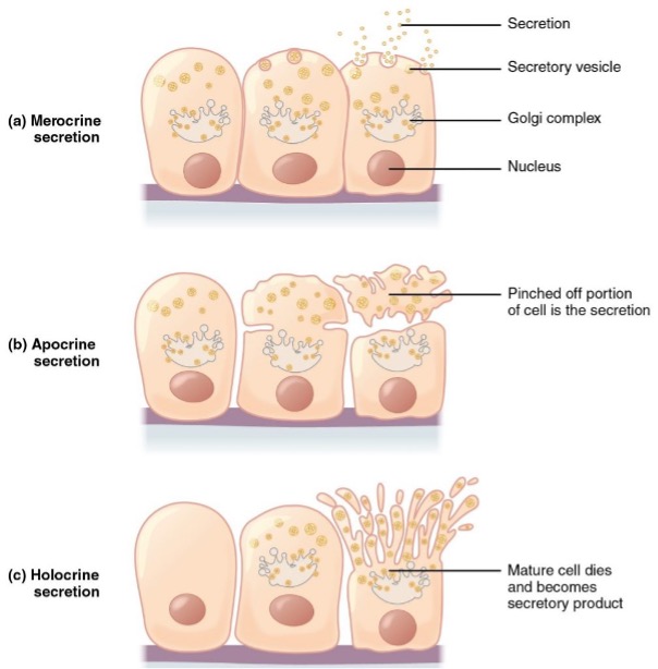Secretion